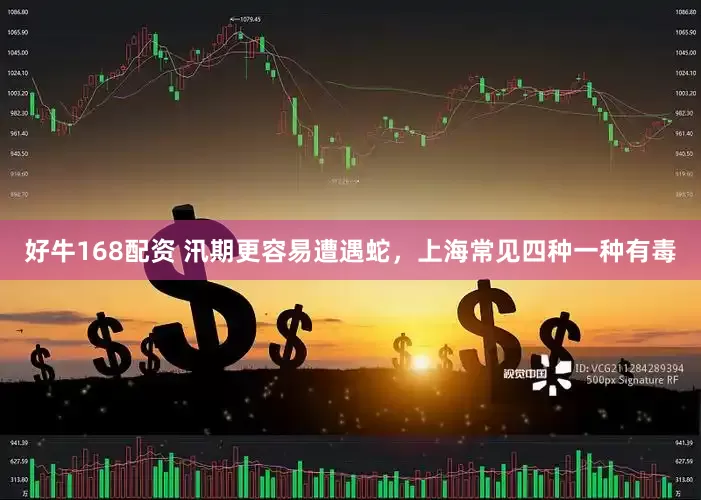 好牛168配资 汛期更容易遭遇蛇，上海常见四种一种有毒